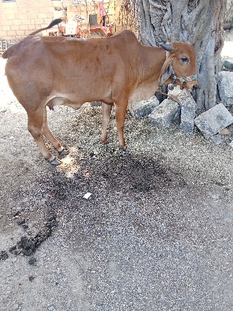 थंबनेल 2