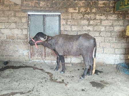 थंबनेल 3