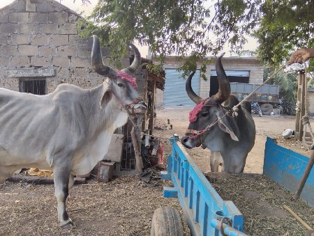 બલદવેચવાનાછે