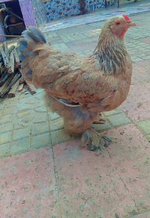 મોરગી વેચવા ની છે ઈંડા ચાલો છે