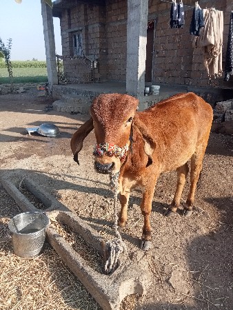 વાસડી વેચવાની છે