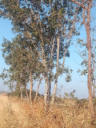 લીલાગરી યુ વેચવા નીછે