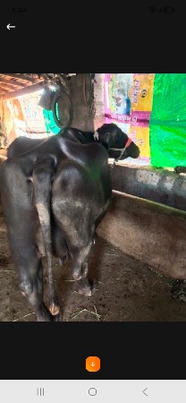 ભેંસ વેચવાની છે