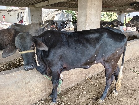 थंबनेल 3