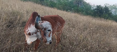 બળદ દેવાના છે