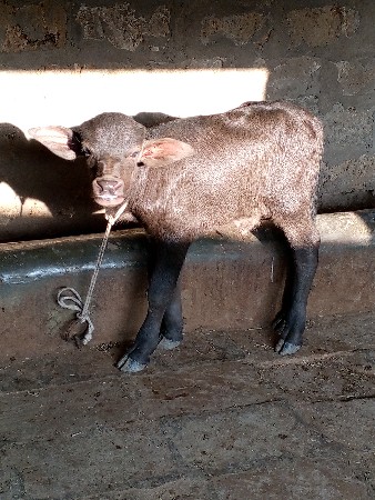 थंबनेल 3