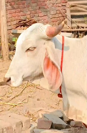 શ્વેત કપીલા વાસડો આપવાનો છે