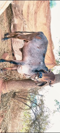 थंबनेल 3