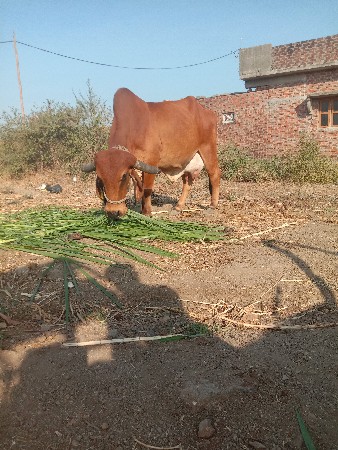 थंबनेल 2