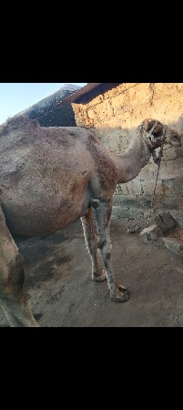 थंबनेल 3