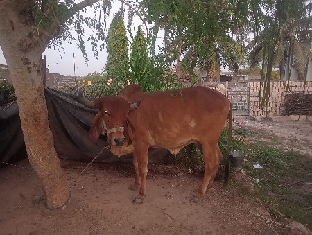 ગાય વેચવા ની છે
