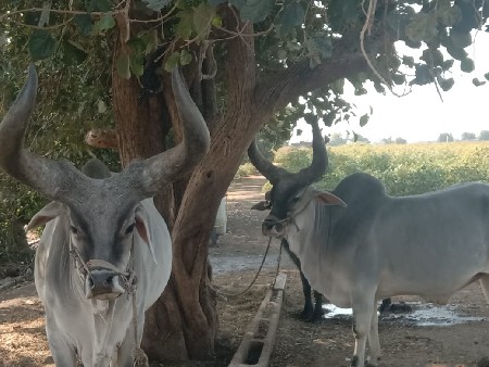 પેલી ધરના  બળદ વેચવાના છે