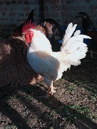 લતીફ. ભાઇ