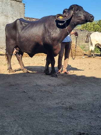 थंबनेल 2