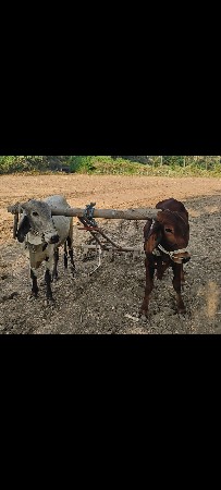 ગોઢલા વેચવાના છે