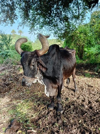 थंबनेल 2