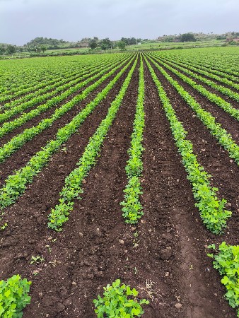 જમીન વેચવાની છે