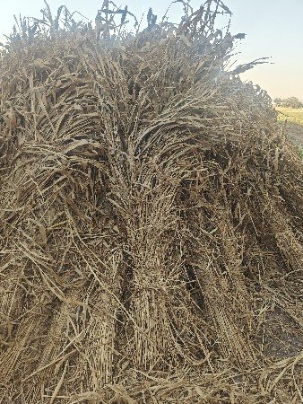 juvar ni sar midhi vech vani