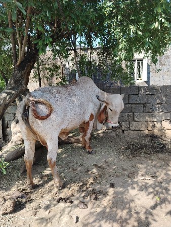 થંબનેલ 3