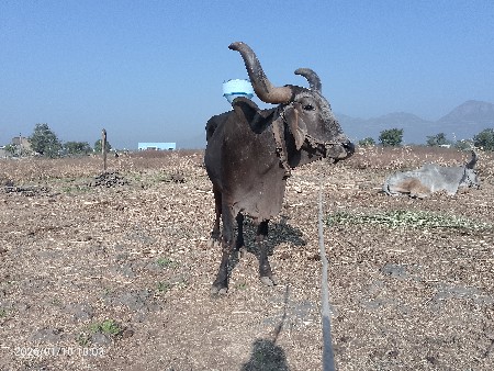 થંબનેલ 3