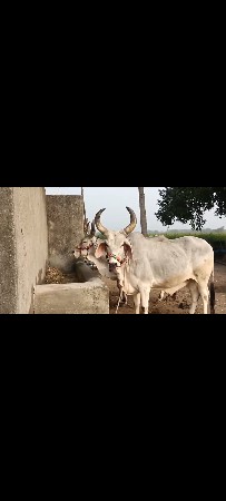 थंबनेल 3