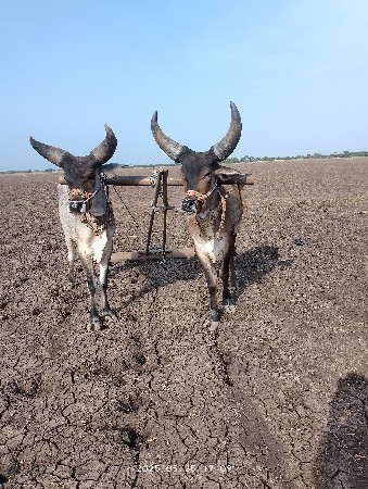 બળદ વેચવાના છે