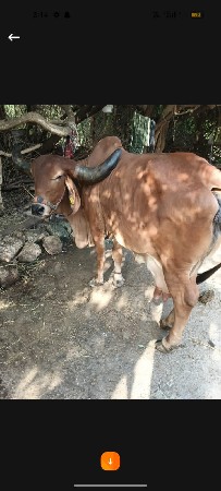 વેચવાની છે