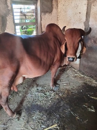 દેહણ ગાય વેચવા ની છે