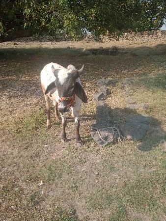 ગાડેહાલતો