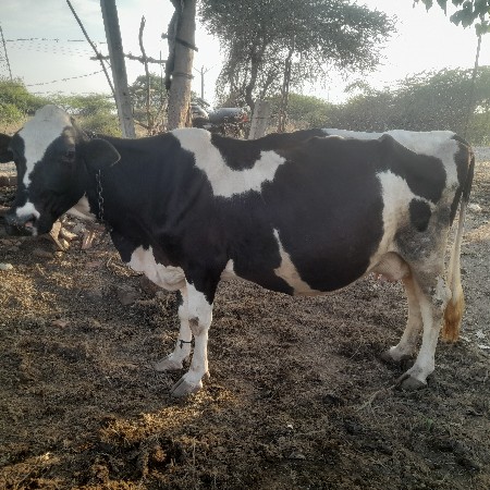 थंबनेल 3