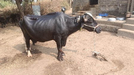 થંબનેલ 3