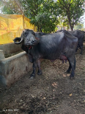 ભેસ વેચવાની છે