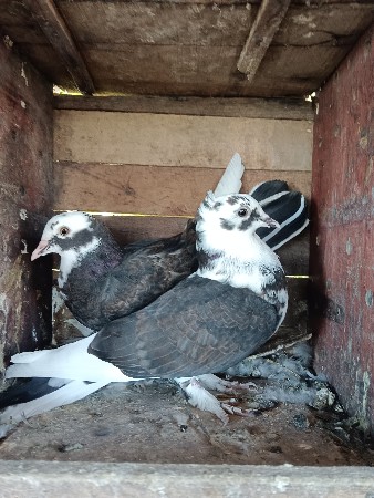 kabutar vechava na che