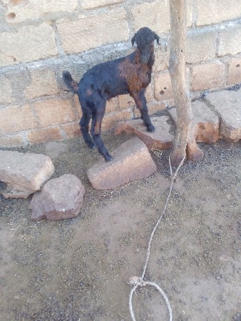 બોકડાવેશવાનાછે