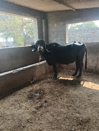 थंबनेल 2