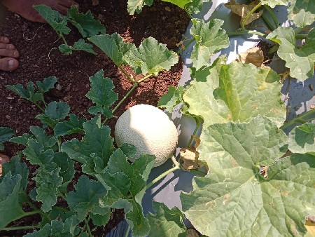 થંબનેલ 3