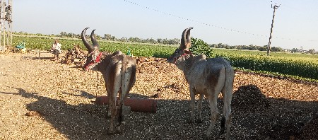 थंबनेल 3