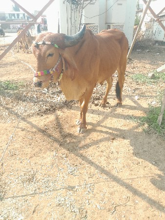 થંબનેલ 3