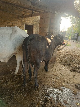 थंबनेल 2