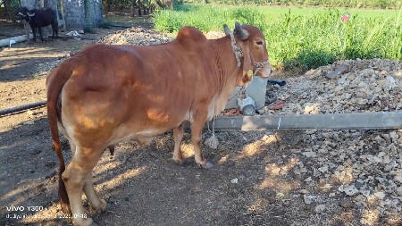 સોન કપિલા ગાય વેચવાની છે