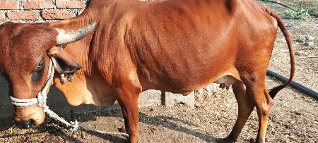 આ ગાય વેચવાની છે