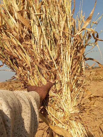 20 રૂપિયા પૂરો વેચવાનો છે