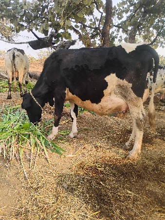 थंबनेल 3