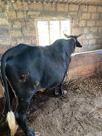 थंबनेल 2