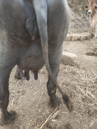 ભેંસ વેચવાની છે