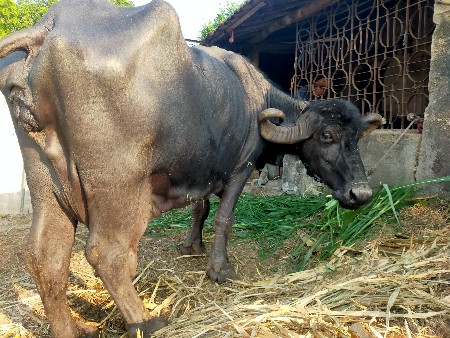ભેંશ વેચવાની છે.