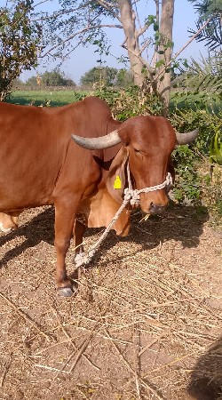 थंबनेल 3