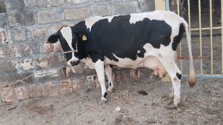 8 લીટર દૂધ હજાર માં સે