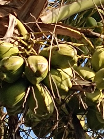 નાળીયેર  વેસ્વાના સે