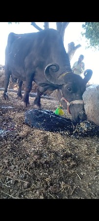 આ ભેસ વેચવાની છે